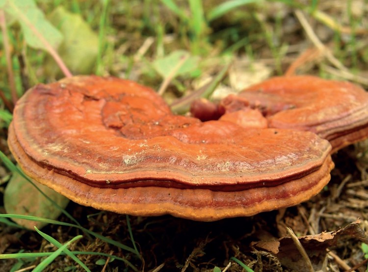 Reishi - Göttlicher Pilz der Unsterblichkeit