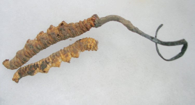 Cordyceps sinensis